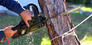 Best Tree and Shrub Care  in Brainerd, MN